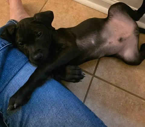 A baby medium-sized male Black Labrador Retriever dog named Veggie Litter  Artichoke for adoption in Charlotte, NC