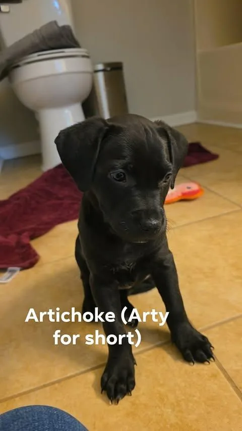 Veggie Litter  Artichoke thumbnail 4