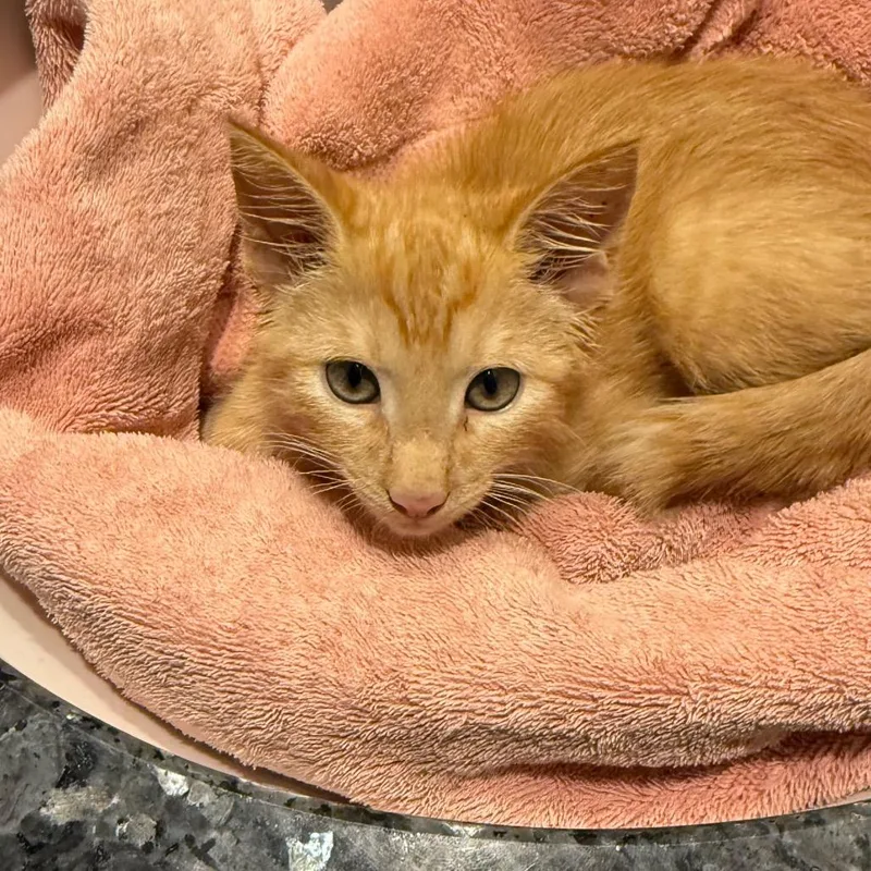 A baby small-sized male Domestic Short Hair cat named Pumpkin for adoption in Silver Spring, MD
