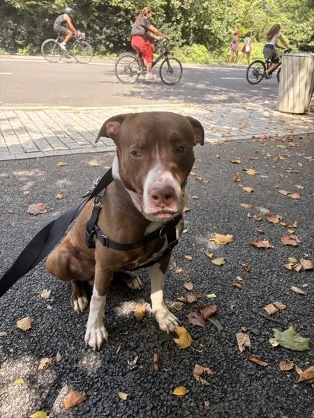 An adult large-sized male Mixed Breed dog named Dunkin for adoption in New York, NY
