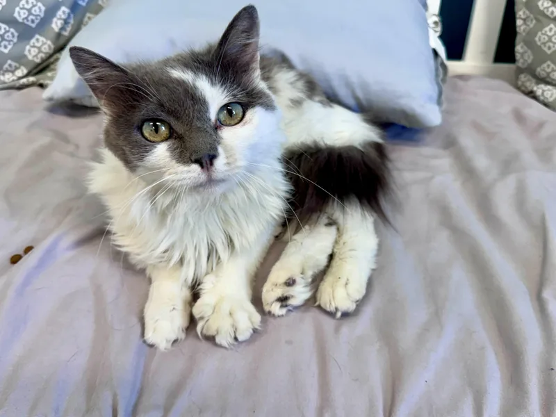 An adult medium-sized female Gray & White Domestic Long Hair cat named Misty for adoption in Scottsburg, IN