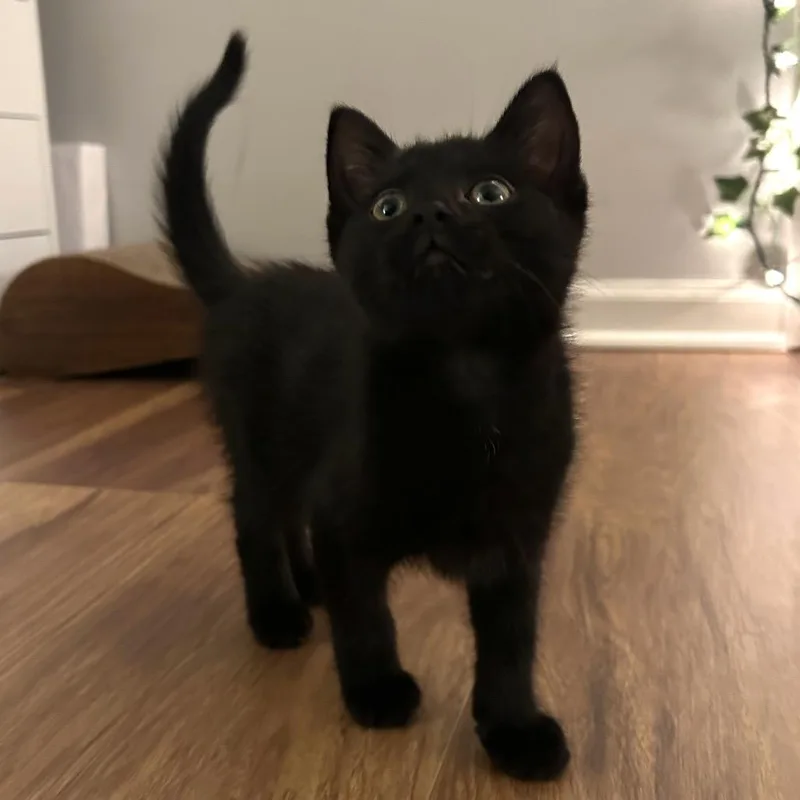 A baby small-sized female Black Domestic Short Hair cat named Lean Cuisine for adoption in South Elgin, IL