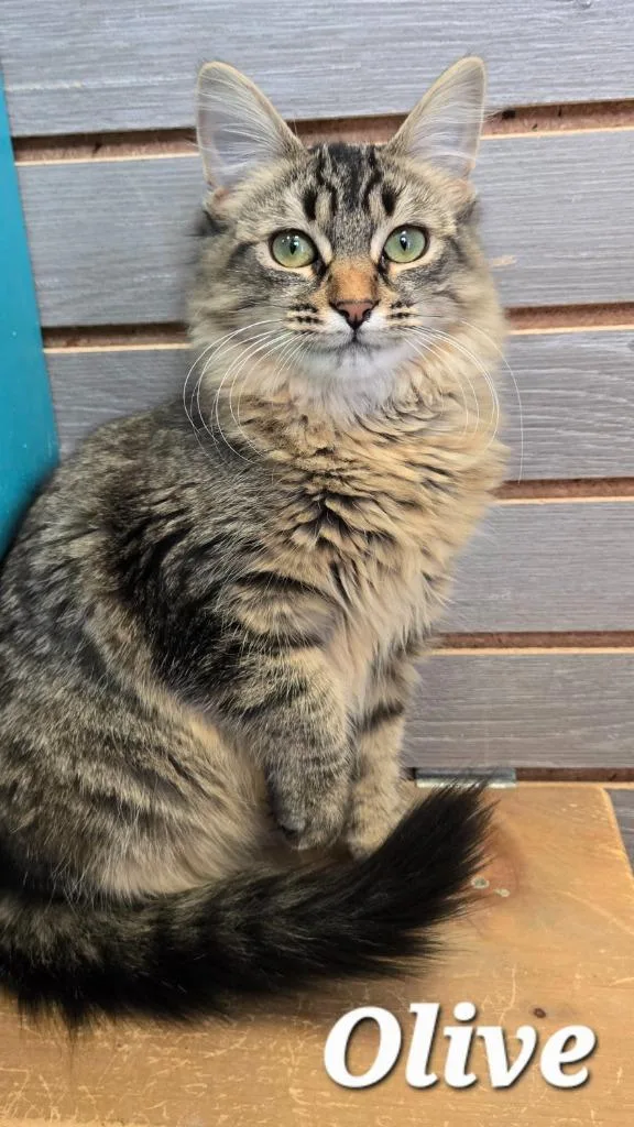 A young large-sized female Domestic Long Hair cat named Olive for adoption in Sidney, OH