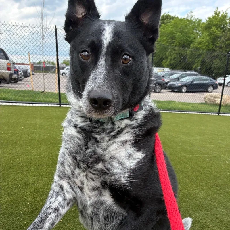 An adult medium-sized male Black Mixed Breed dog named Andre for adoption in Philadelphia, PA