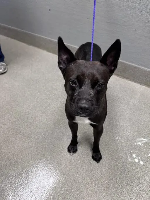 An adult medium-sized male Pit Bull Terrier dog named River for adoption in Las Vegas, NV