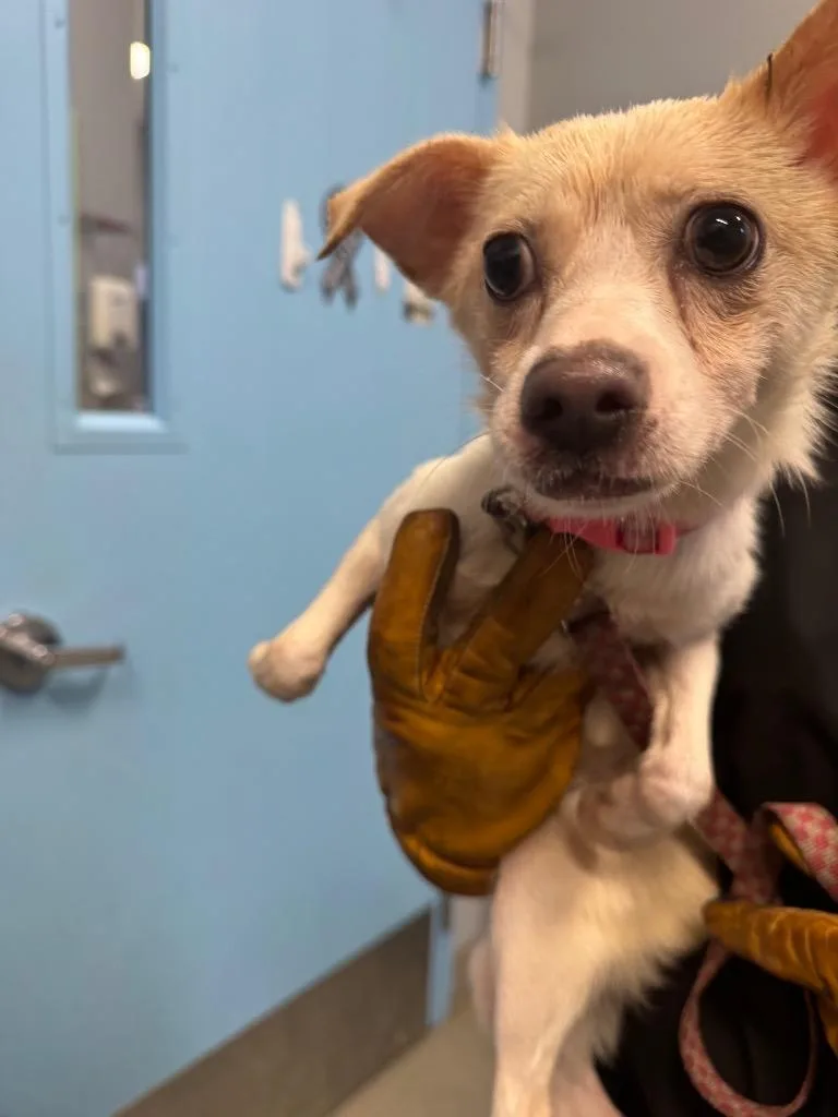 An adult small-sized female Terrier dog named Trixie for adoption in Bloomington, IN