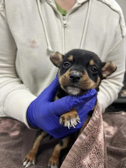 A baby small-sized male Mixed Breed dog named Whitaker for adoption in Memphis, TN