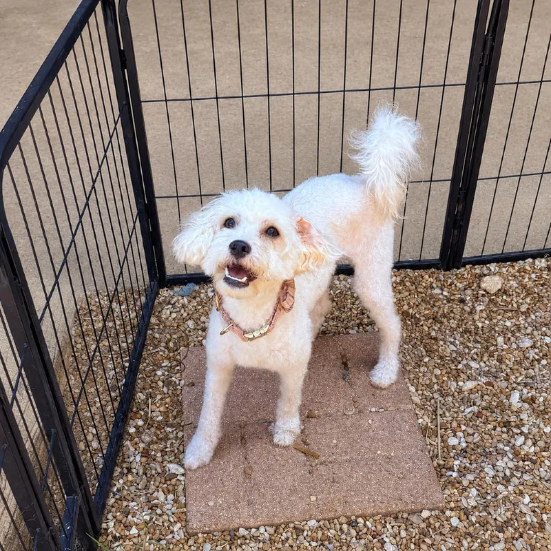 An adult small-sized female White / Cream Miniature Poodle dog named Rita for adoption in Bastrop, TX