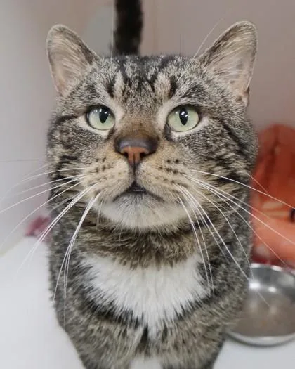 An adult medium-sized male Domestic Short Hair cat named Butter Bean for adoption in Fishers, IN