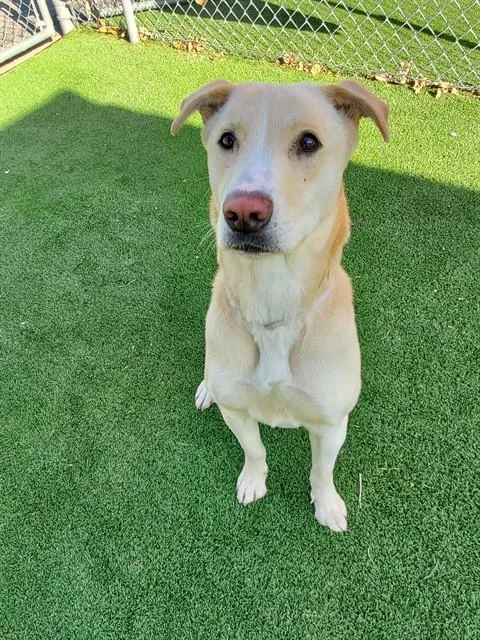A young large-sized female Labrador Retriever dog named Glen for adoption in Castaic, CA