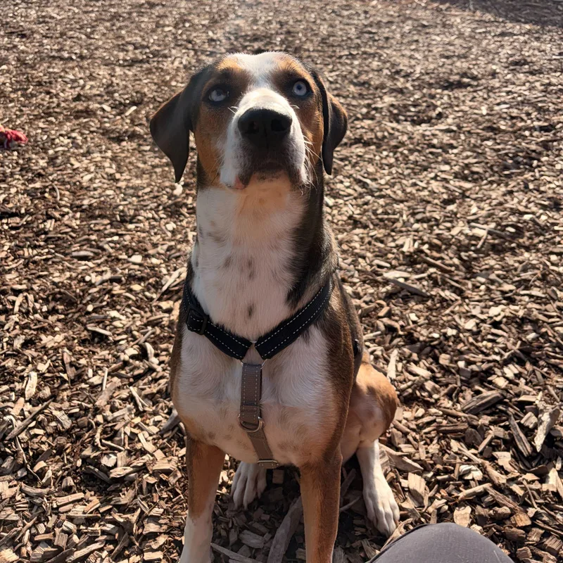 A young medium-sized female Tricolor (Brown, Black, & White) Coonhound dog named Begonia for adoption in Indianapolis, IN