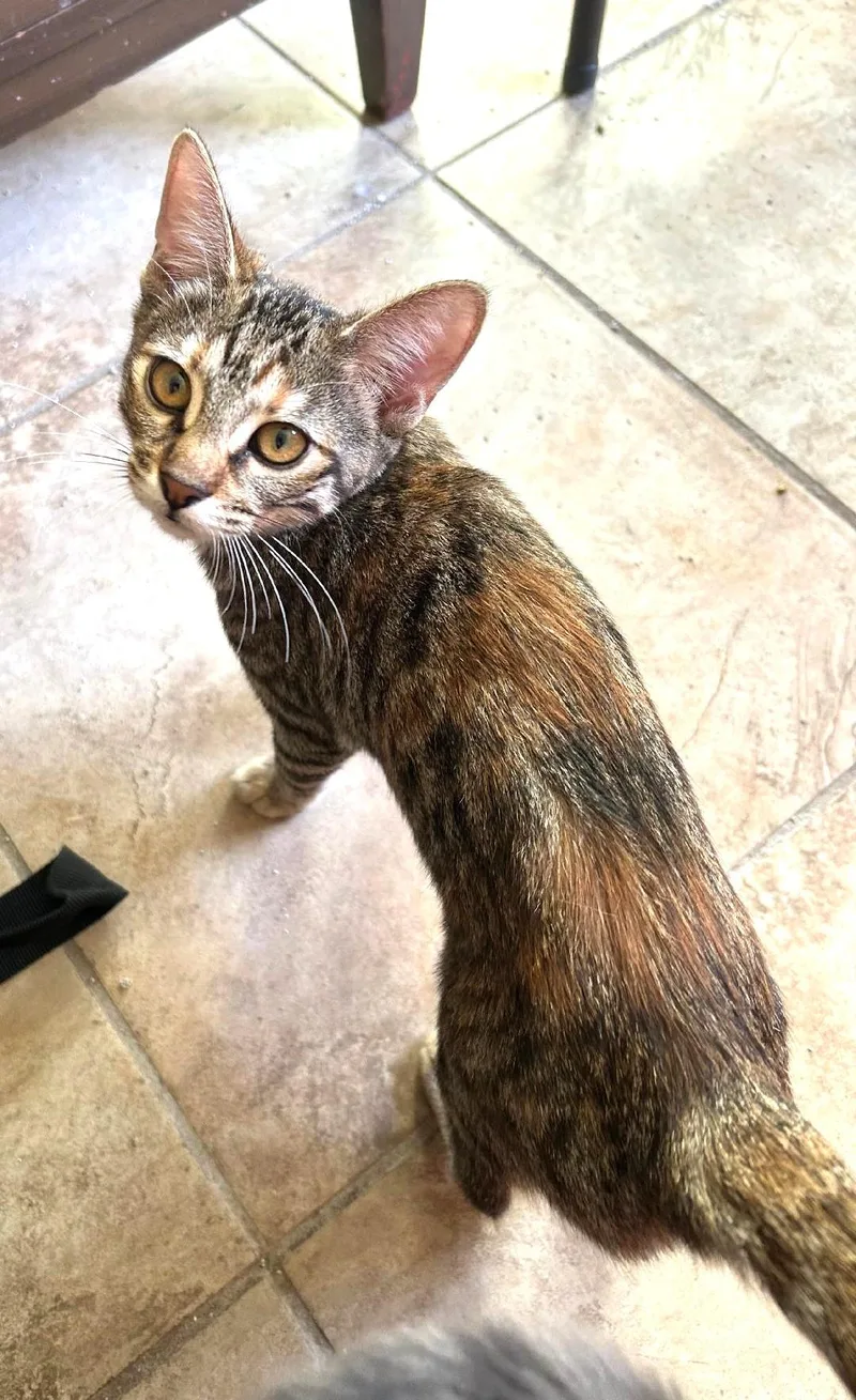 Leonarda thumbnail 2