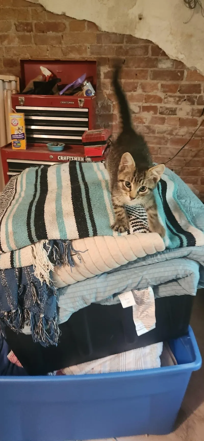 A baby small-sized male Domestic Short Hair cat named Jack for adoption in Mexico, MO
