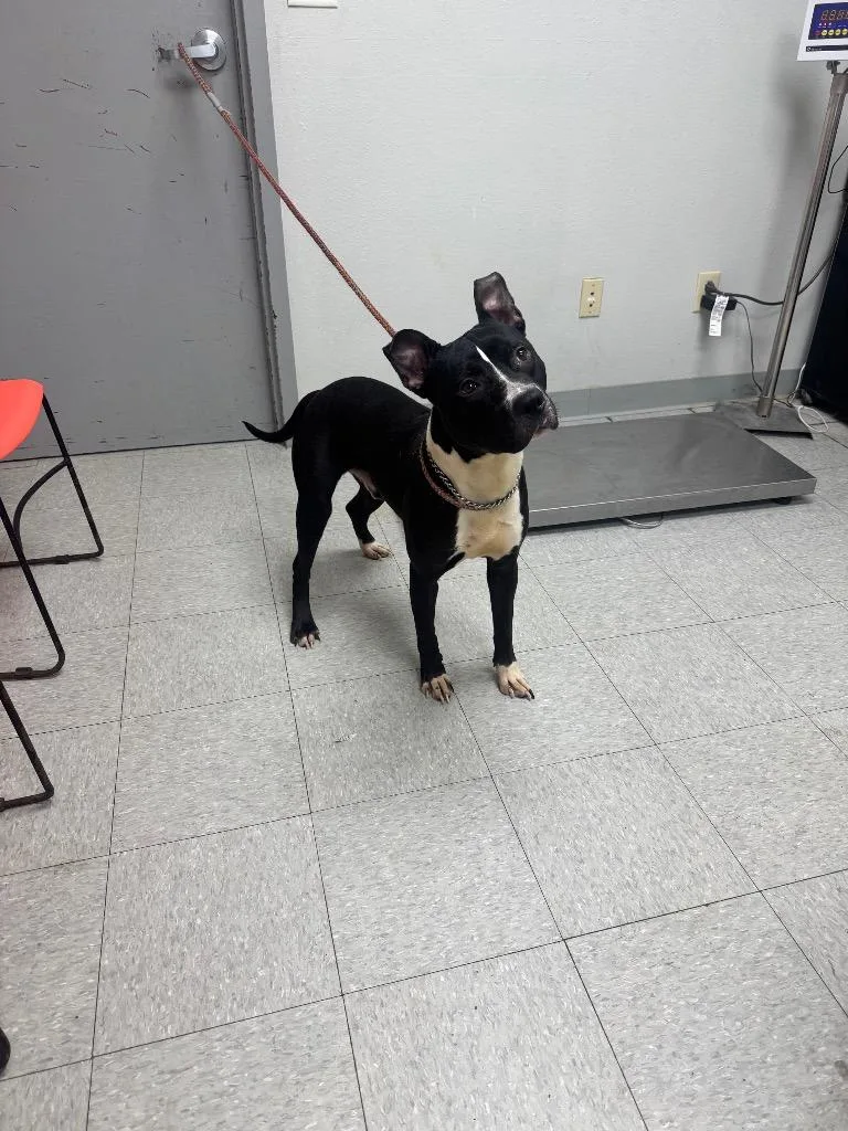 A young medium-sized male Pit Bull Terrier dog named Churro for adoption in Sorrento, LA