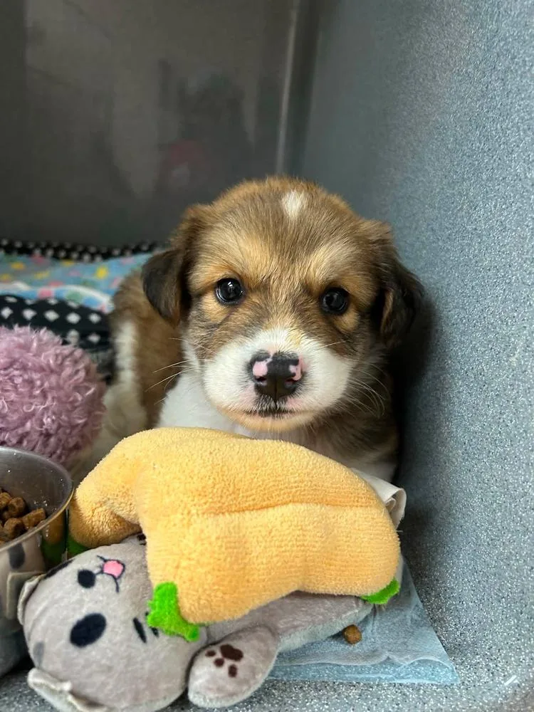 A baby medium-sized male White / Cream Australian Shepherd dog named Koa for adoption in Plymouth, MN