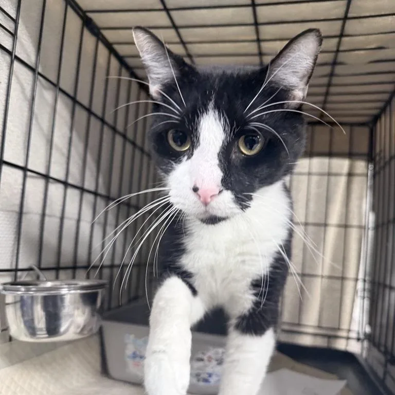 An adult large-sized male Black Domestic Short Hair cat named Elliot for adoption in New York, NY