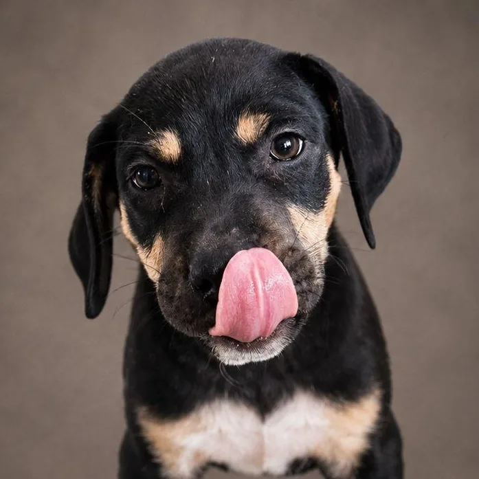 A baby small-sized male Yellow / Tan / Blond / Fawn Labrador Retriever dog named Fendy for adoption in New York, NY