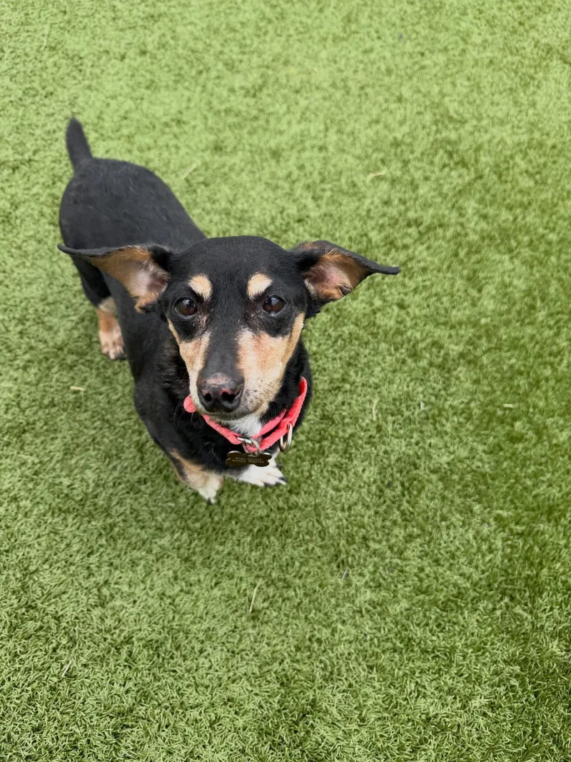 A senior medium-sized male Mixed Breed dog named Steve & Irwin for adoption in Wilsall, MT