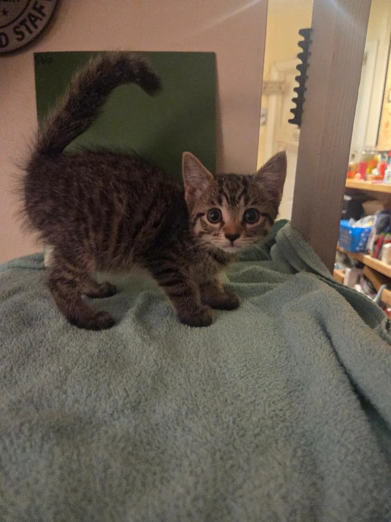 A baby medium-sized female Domestic Short Hair cat named Pulp for adoption in Parkville, MD