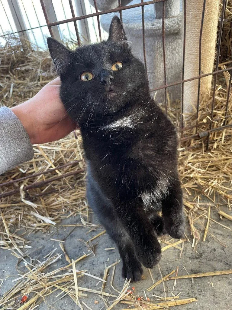 An adult medium-sized male Black Domestic Short Hair cat named Ballard for adoption in Cromwell, KY