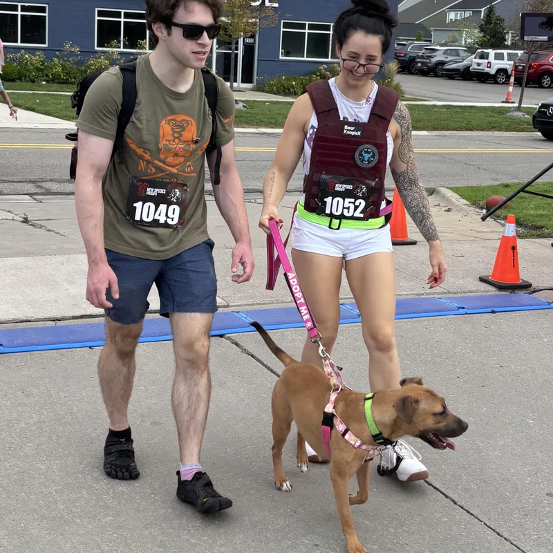 A young medium-sized female Mixed Breed dog named Bear for adoption in Oak Park, MI