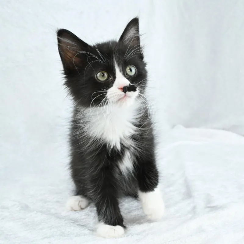 Socks thumbnail 6
