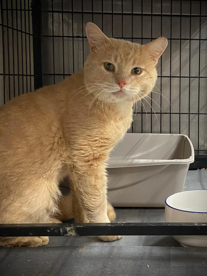 Traveler thumbnail 2