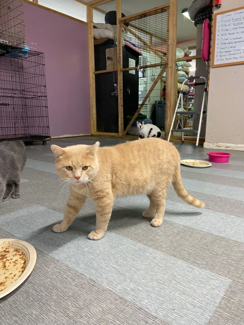 Traveler thumbnail 3