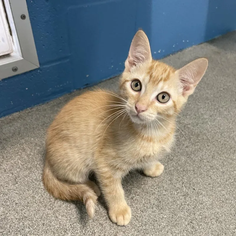 A baby small-sized male Orange / Red Domestic Short Hair cat named Milkweed for adoption in Carencro, LA