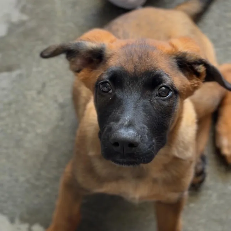 A baby small-sized female Brown / Chocolate German Shepherd Dog dog named Cinnamon A for adoption in Middletown, NY