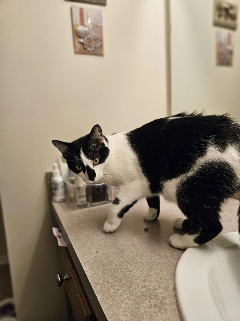 Checkers thumbnail 2