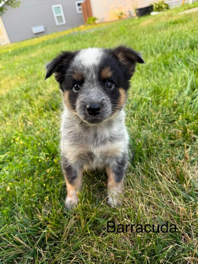 A baby medium-sized male Australian Cattle Dog / Blue Heeler dog named Barracuda for adoption in Duluth, MN