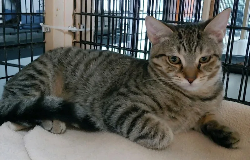 A young medium-sized female Domestic Short Hair cat named Tabitha for adoption in Pompano Beach, FL