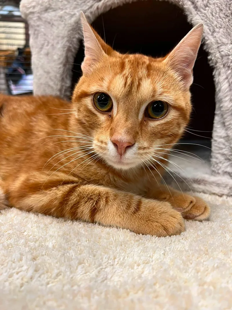 An adult medium-sized male Tabby (Orange / Red) Domestic Short Hair cat named Cheeto for adoption in St Leonard, MD