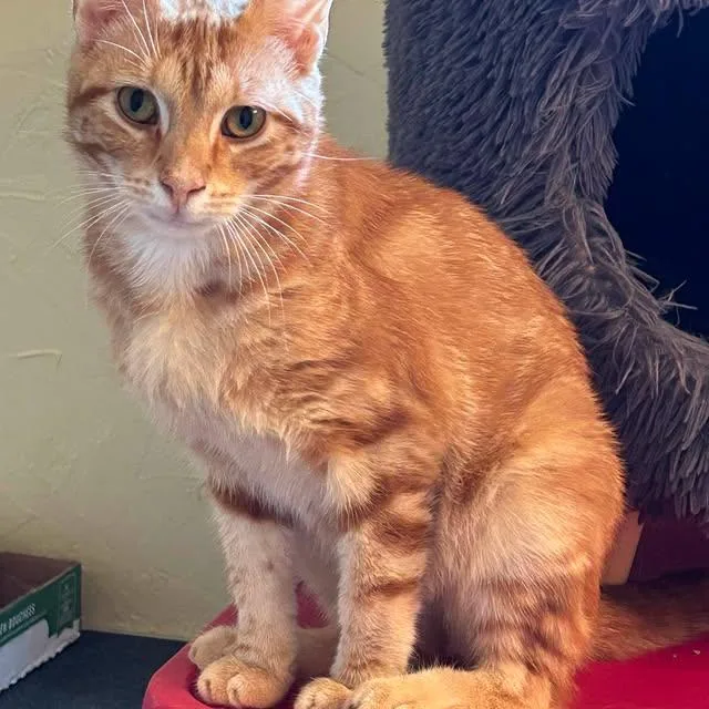 Cheeto thumbnail 3