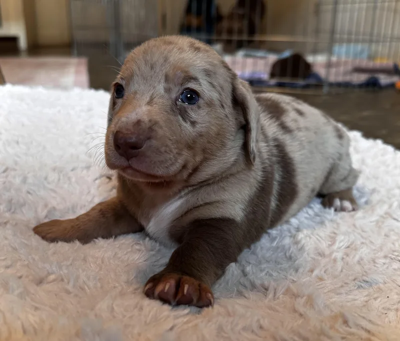 A baby medium-sized female Gray / Blue / Silver Pit Bull Terrier dog named Rose for adoption in Lakehead, CA