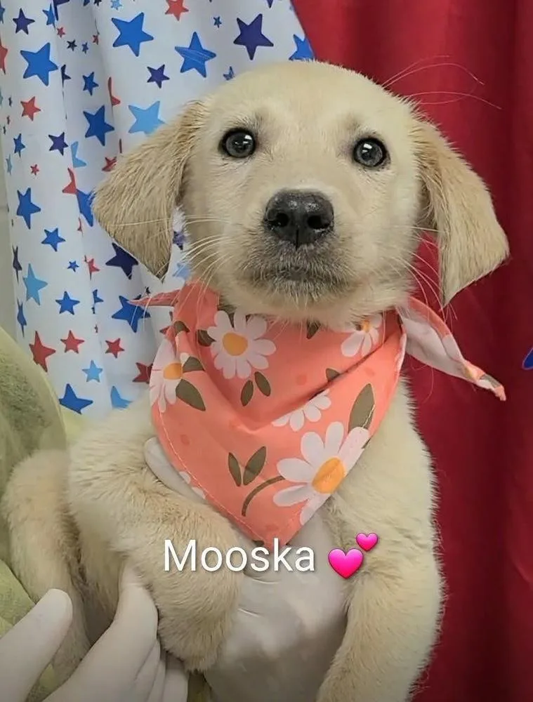 Cungherton  Mooska thumbnail 2