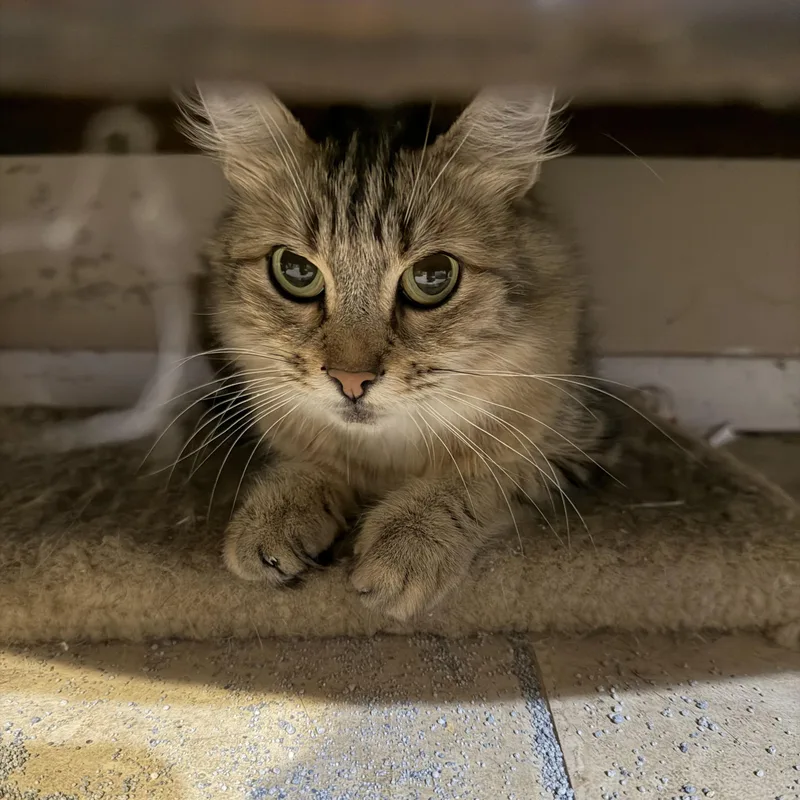 A young medium-sized female Torbie Domestic Medium Hair cat named Athena for adoption in Lindenhurst, NY