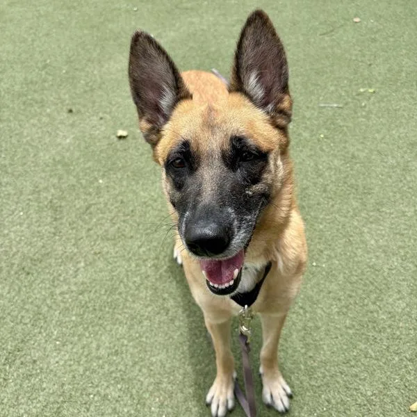 An adult large-sized female Shepherd dog named Andromeda for adoption in Oceanside, CA