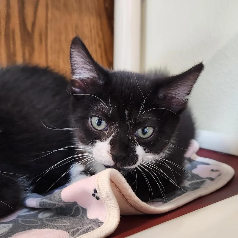 A baby small-sized female Black Domestic Short Hair cat named Kate for adoption in Delaware, OH