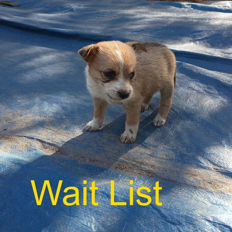 A baby small-sized female Yellow / Tan / Blond / Fawn Mixed Breed dog named Merideth for adoption in Livingston, TX