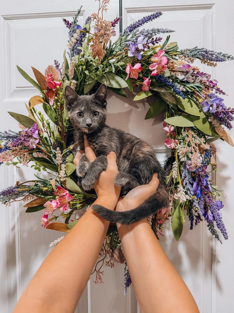 A baby large-sized female Dilute Tortoiseshell cat named Kallopie for adoption in Goodyear, AZ