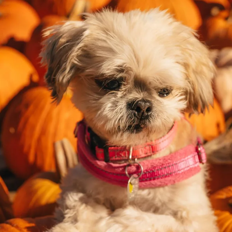 A senior small-sized female White / Cream Shih Tzu dog named Coco June for adoption in Houston, TX