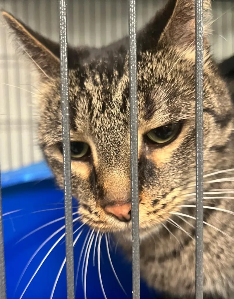 An adult medium-sized female Domestic Short Hair cat named Arya for adoption in Saginaw, MI
