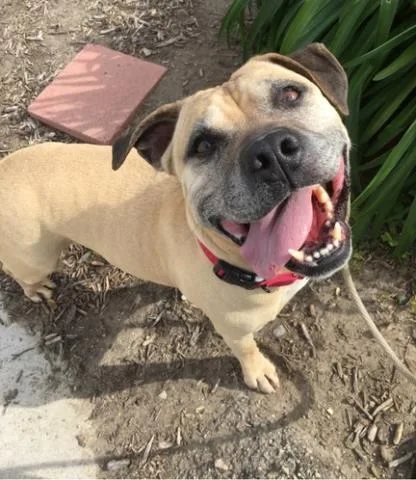 An adult large-sized male Pit Bull Terrier dog named Chopper for adoption in Camarillo, CA
