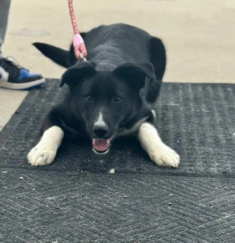 Remy Arriving thumbnail 2