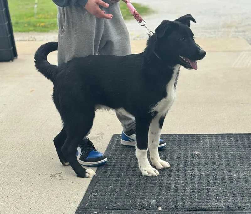 A baby medium-sized male Black Labrador Retriever dog named Remy Arriving for adoption in Liberty, MO