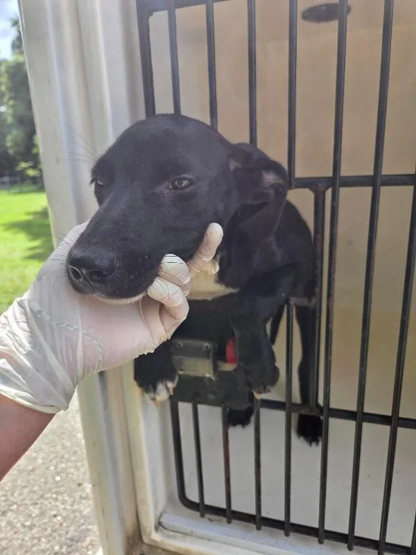 A young medium-sized female Black Mixed Breed dog named Autumn for adoption in Mobile, AL