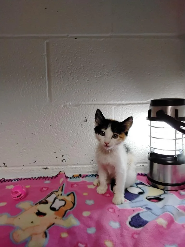A baby small-sized female Domestic Short Hair cat named Jesse James for adoption in Ada, OK