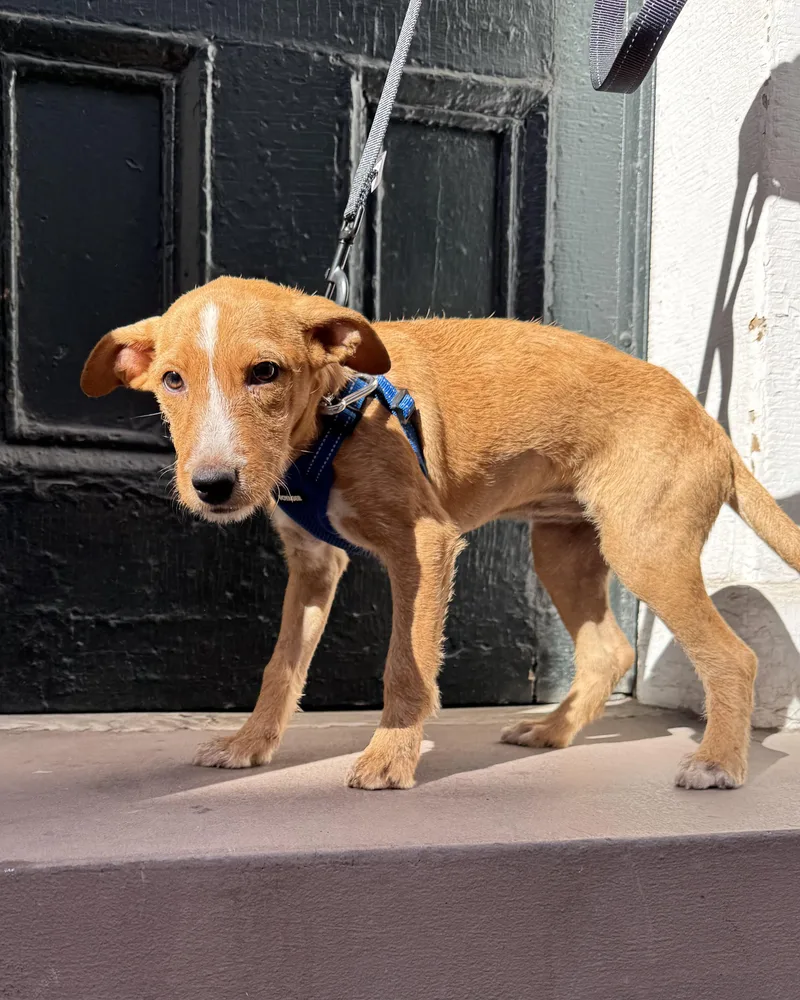 A baby small-sized female Red / Chestnut / Orange Wirehaired Terrier dog named Witch for adoption in New York, NY